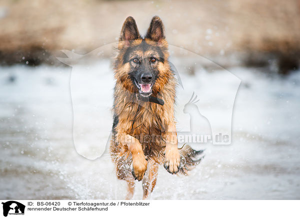 rennender Deutscher Schferhund / BS-06420