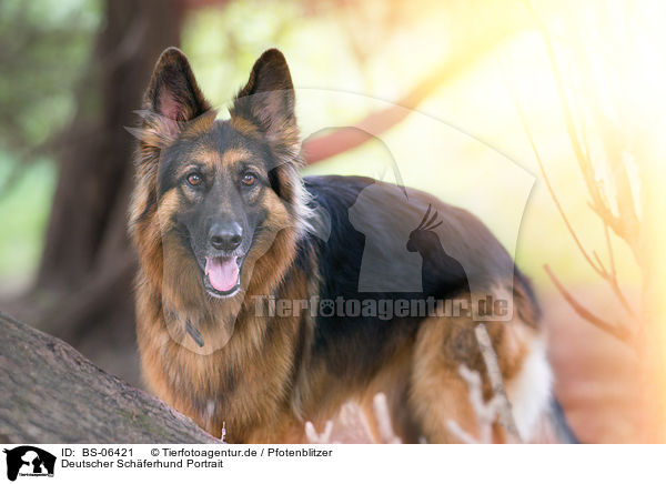 Deutscher Schferhund Portrait / BS-06421