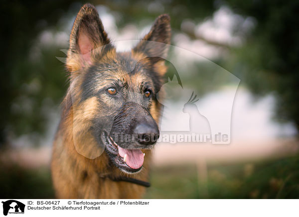 Deutscher Schferhund Portrait / BS-06427