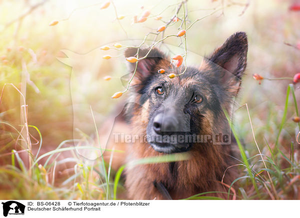 Deutscher Schferhund Portrait / BS-06428