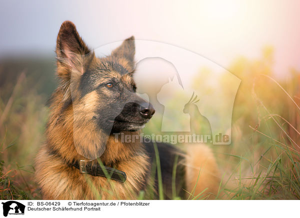 Deutscher Schferhund Portrait / BS-06429