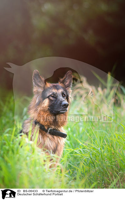 Deutscher Schferhund Portrait / BS-06433