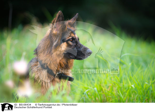 Deutscher Schferhund Portrait / BS-06434