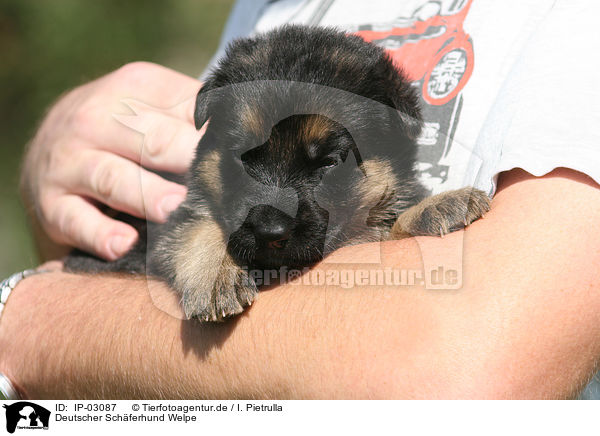 Deutscher Schferhund Welpe / IP-03087