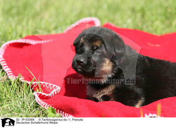 Deutscher Schferhund Welpe / IP-03088