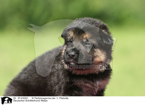 Deutscher Schferhund Welpe / IP-03091