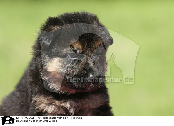 Deutscher Schferhund Welpe / IP-03092