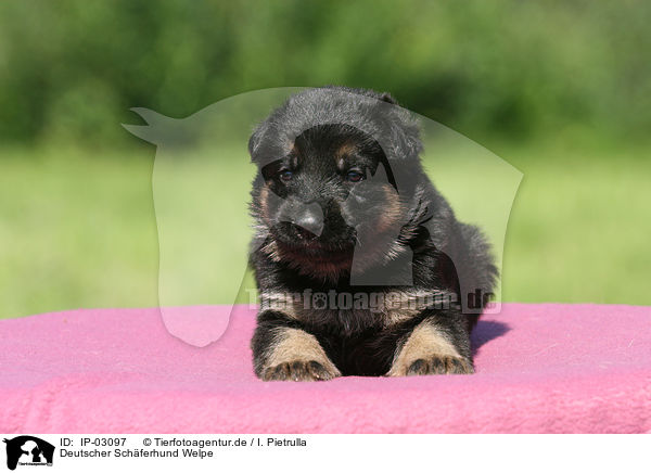 Deutscher Schferhund Welpe / IP-03097