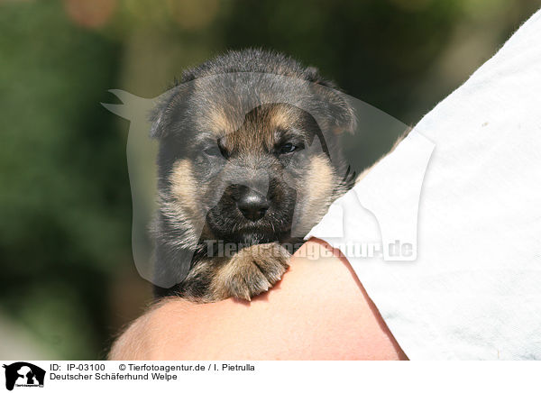 Deutscher Schferhund Welpe / IP-03100