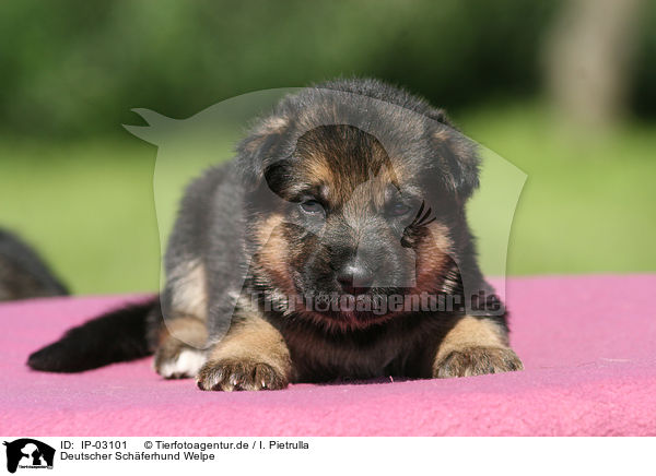 Deutscher Schferhund Welpe / IP-03101