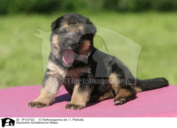 Deutscher Schferhund Welpe / IP-03102