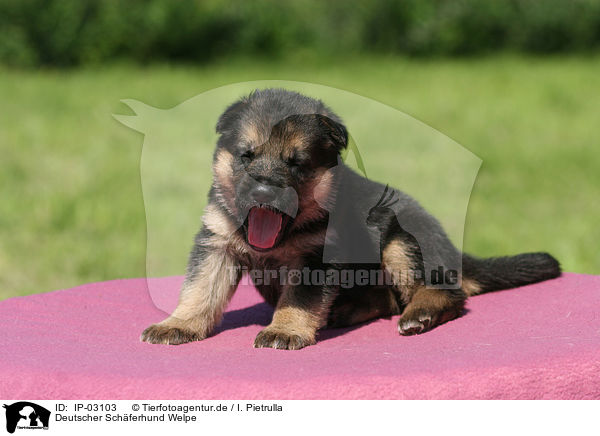 Deutscher Schferhund Welpe / IP-03103