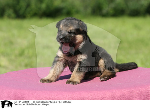 Deutscher Schferhund Welpe / IP-03104