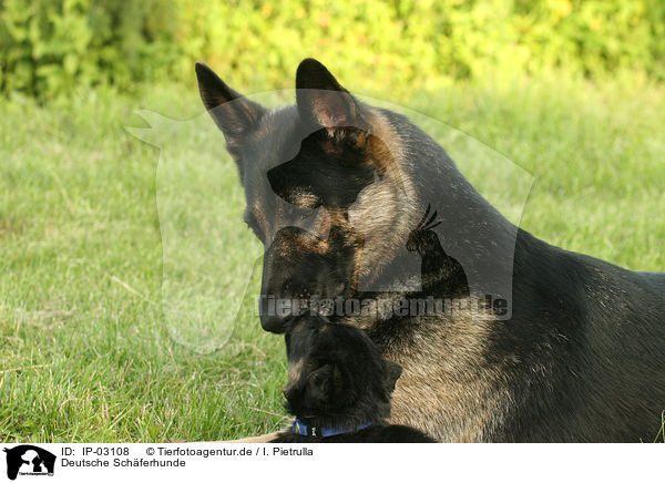 Deutsche Schferhunde / IP-03108