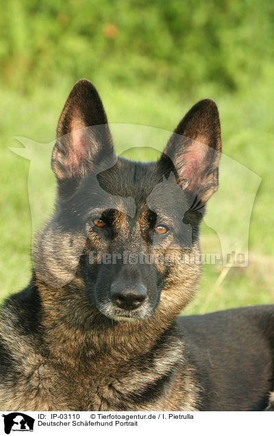 Deutscher Schferhund Portrait / IP-03110