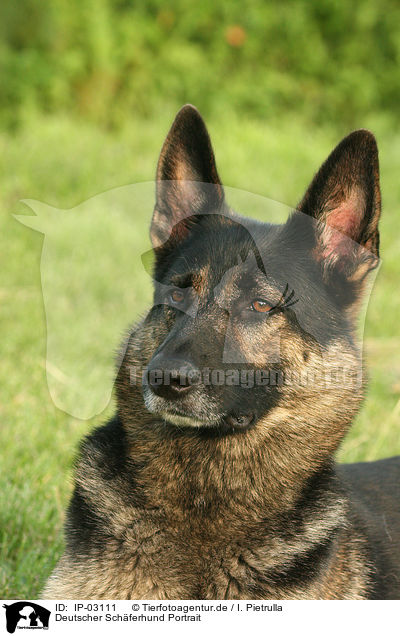 Deutscher Schferhund Portrait / IP-03111