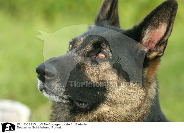 Deutscher Schferhund Portrait / IP-03113