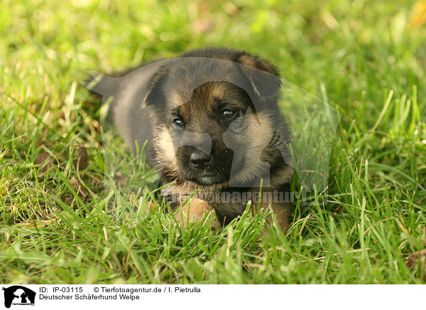 Deutscher Schferhund Welpe / IP-03115