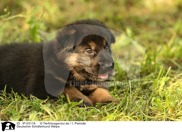 Deutscher Schferhund Welpe / IP-03116