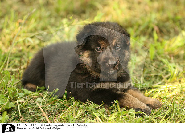 Deutscher Schferhund Welpe / IP-03117