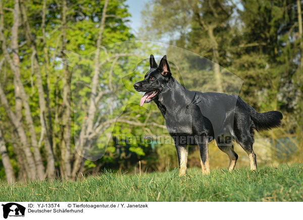 Deutscher Schferhund / YJ-13574