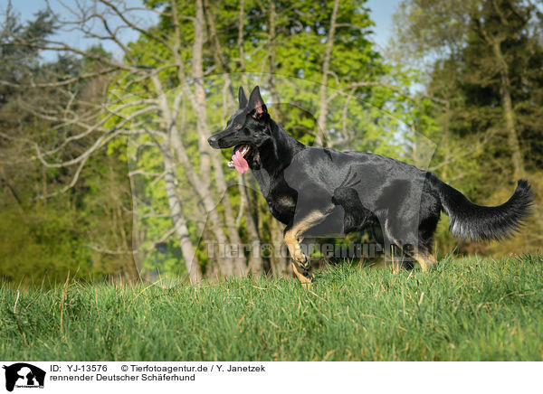 rennender Deutscher Schferhund / YJ-13576