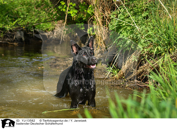 badender Deutscher Schferhund / YJ-13582