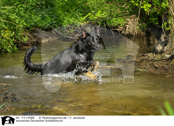 rennender Deutscher Schferhund / YJ-13588