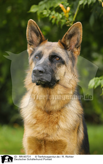 Deutscher Schferhund Portrait / RR-90731