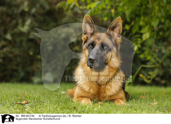 liegender Deutscher Schferhund / RR-90736