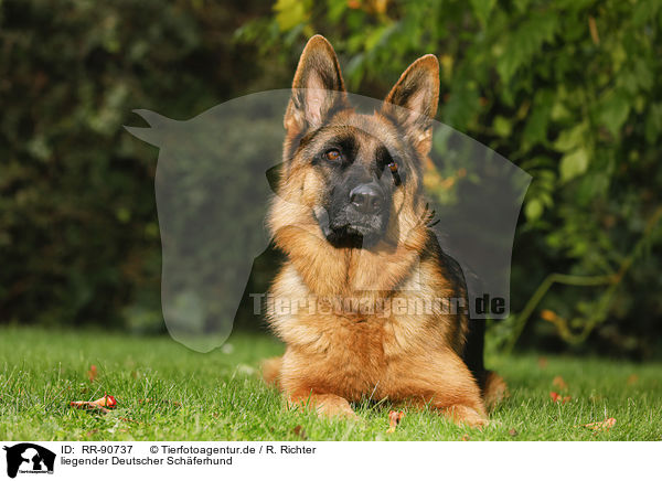 liegender Deutscher Schferhund / RR-90737