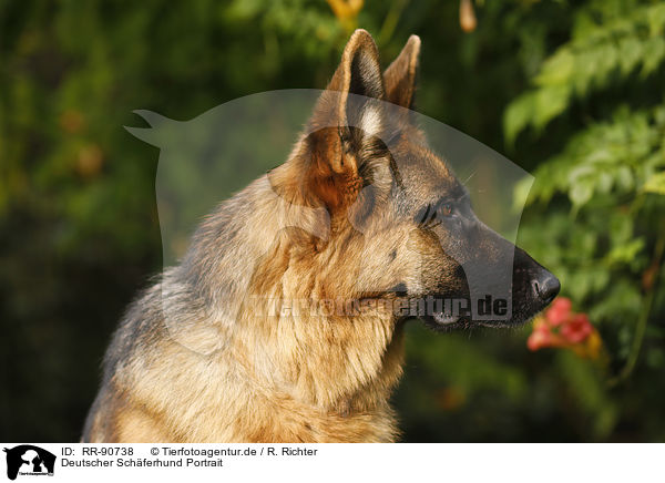 Deutscher Schferhund Portrait / RR-90738
