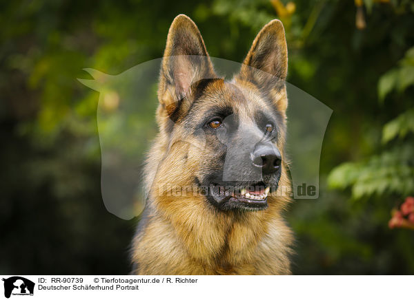 Deutscher Schferhund Portrait / RR-90739