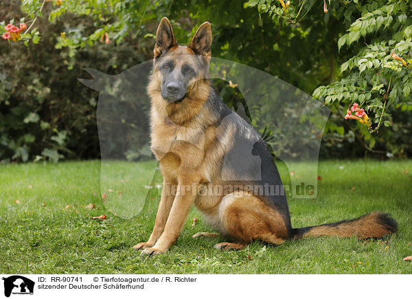 sitzender Deutscher Schferhund / RR-90741