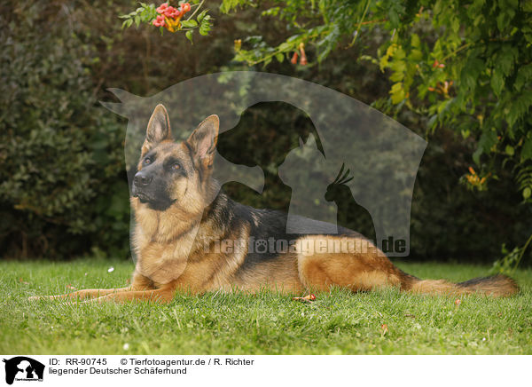 liegender Deutscher Schferhund / RR-90745