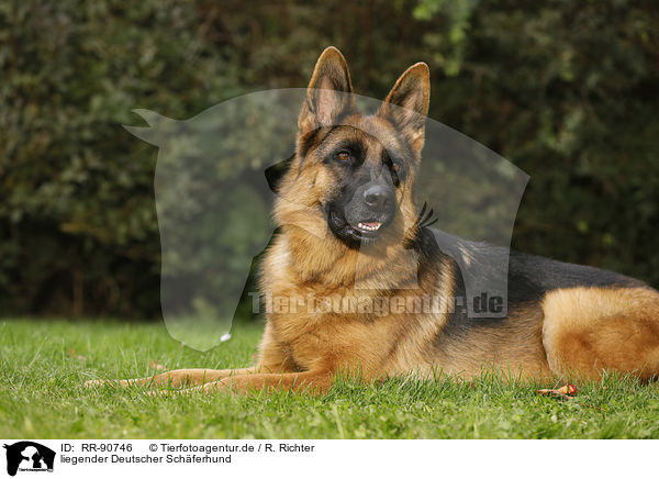 liegender Deutscher Schferhund / RR-90746
