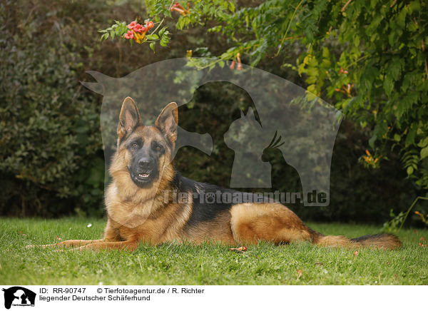 liegender Deutscher Schferhund / RR-90747