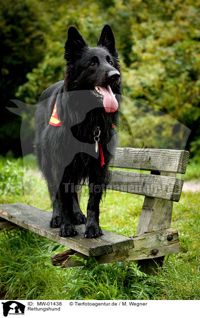 Rettungshund / rescue dog / MW-01438