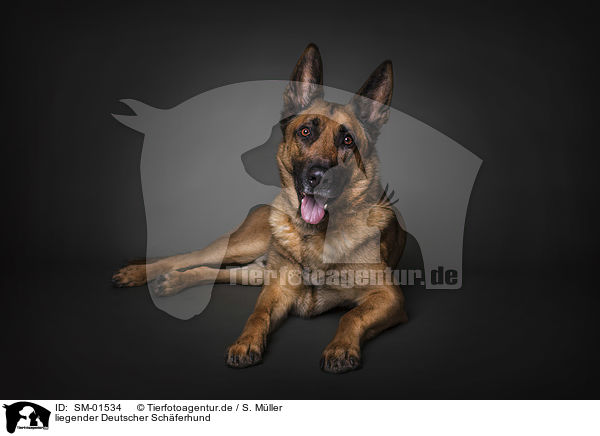 liegender Deutscher Schferhund / lying German Shepherd / SM-01534
