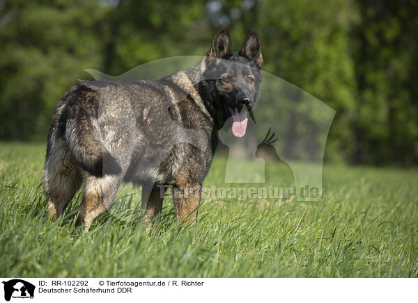 Deutscher Schferhund DDR / GDR Shepherd / RR-102292