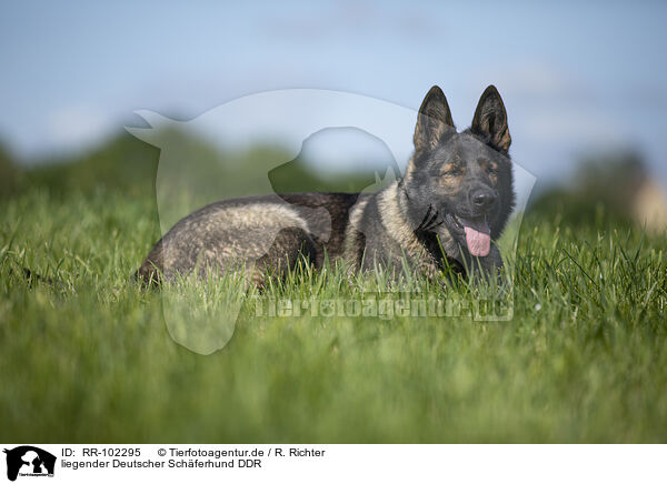 liegender Deutscher Schferhund DDR / lying GDR Shepherd / RR-102295