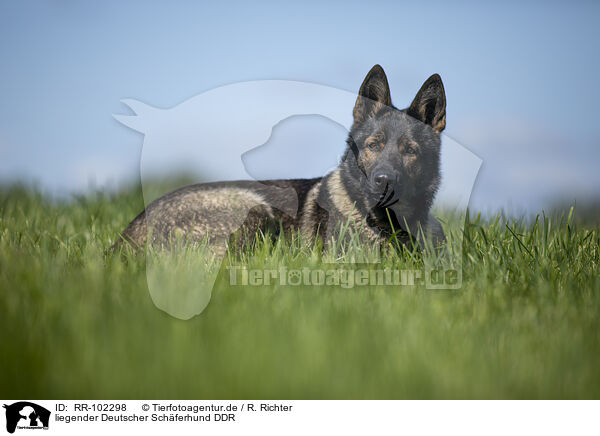 liegender Deutscher Schferhund DDR / lying GDR Shepherd / RR-102298