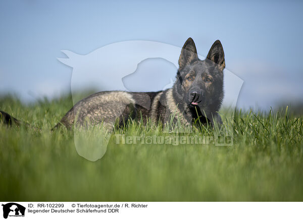 liegender Deutscher Schferhund DDR / lying GDR Shepherd / RR-102299