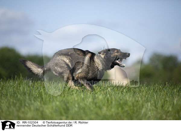 rennender Deutscher Schferhund DDR / running GDR Shepherd / RR-102304
