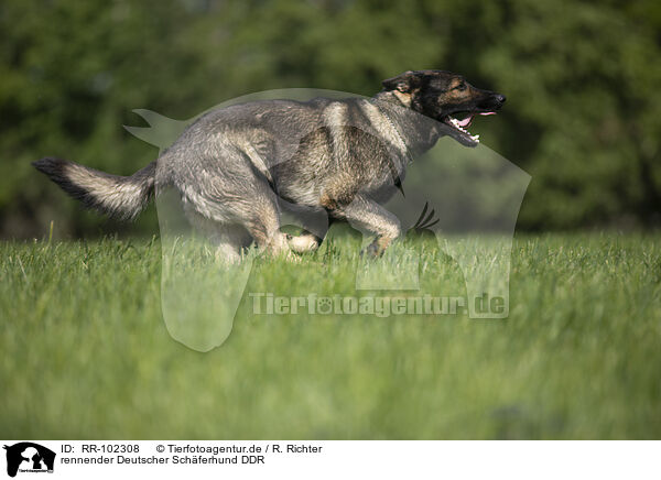 rennender Deutscher Schferhund DDR / running GDR Shepherd / RR-102308