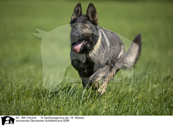 rennender Deutscher Schferhund DDR / running GDR Shepherd / RR-102334