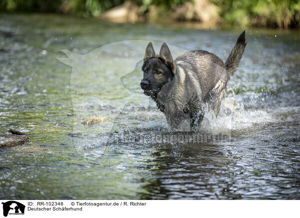 Deutscher Schferhund / German Shepherd Dog / RR-102348