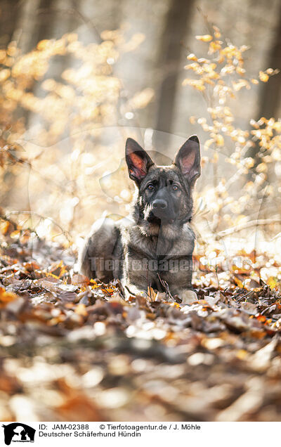 Deutscher Schferhund Hndin / female German Shepherd / JAM-02388