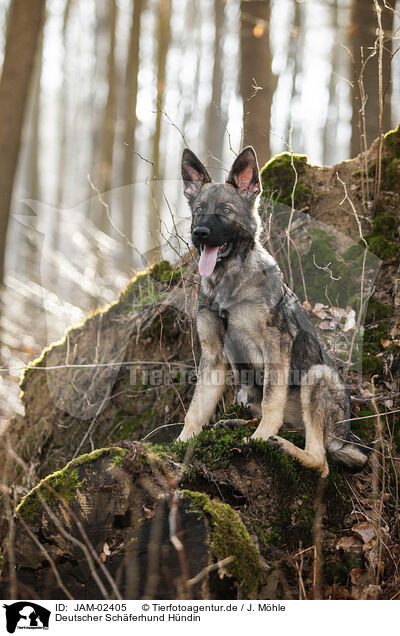 Deutscher Schferhund Hndin / female German Shepherd / JAM-02405