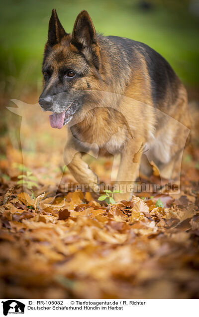 Deutscher Schferhund Hndin im Herbst / female German Shepherd in autumn / RR-105082